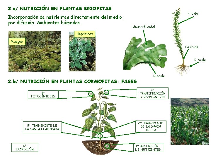 2. a/ NUTRICIÓN EN PLANTAS BRIOFITAS Incorporación de nutrientes directamente del medio, por difusión.