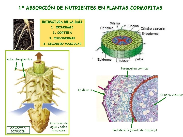 1º ABSORCIÓN DE NUTRIENTES EN PLANTAS CORMOFITAS ESTRUCTURA DE LA RAÍZ 1. EPIDERMIS 2.