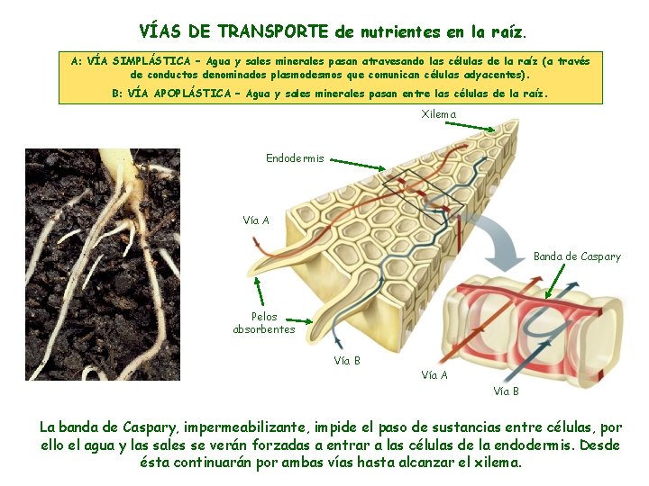 VÍAS DE TRANSPORTE de nutrientes en la raíz. A: VÍA SIMPLÁSTICA – Agua y