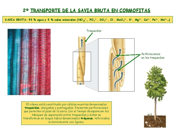 2º TRANSPORTE DE LA SAVIA BRUTA EN CORMOFITAS SAVIA BRUTA: 95 % agua y