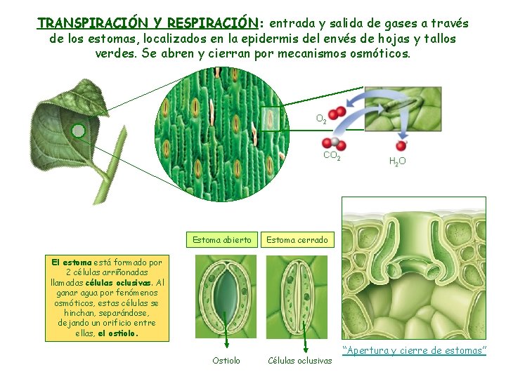 TRANSPIRACIÓN Y RESPIRACIÓN: entrada y salida de gases a través de los estomas, localizados