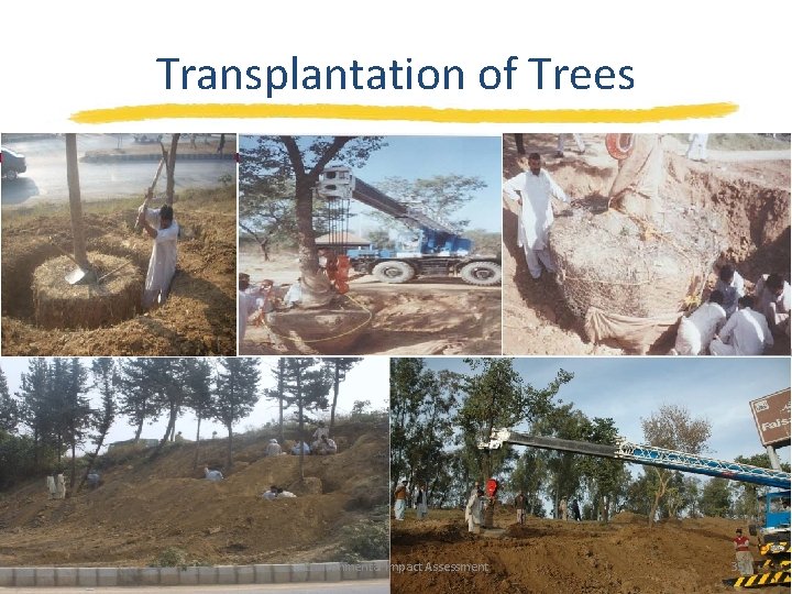 Transplantation of Trees Environmental Impact Assessment 35 