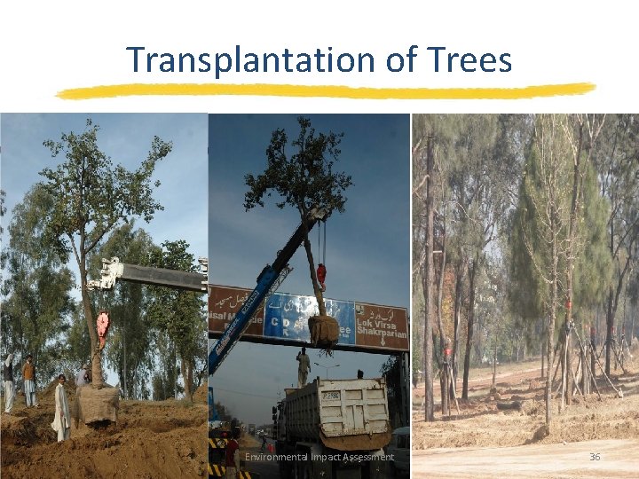 Transplantation of Trees Environmental Impact Assessment 36 