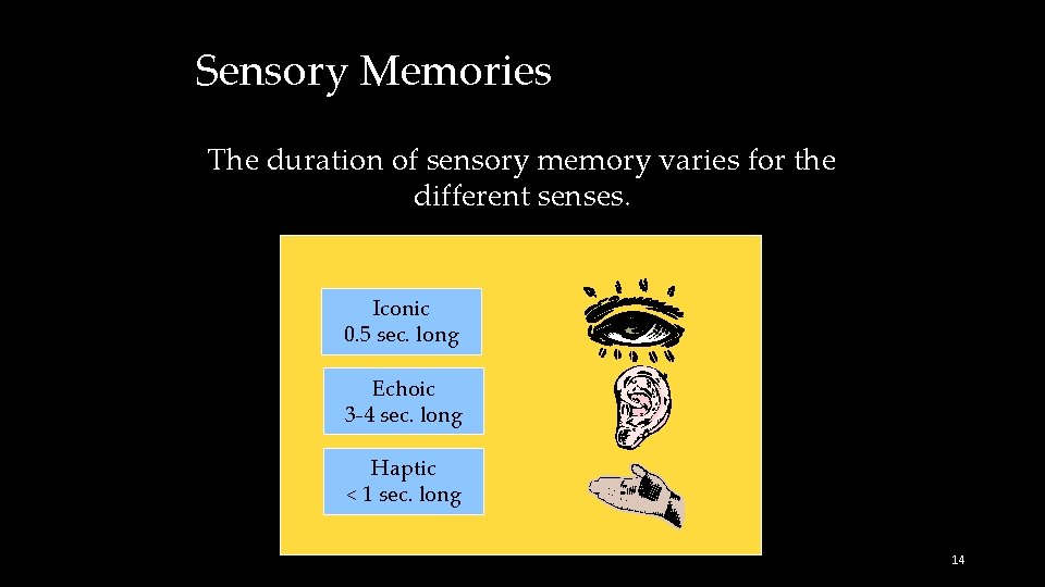 Sensory Memories The duration of sensory memory varies for the different senses. Iconic 0.