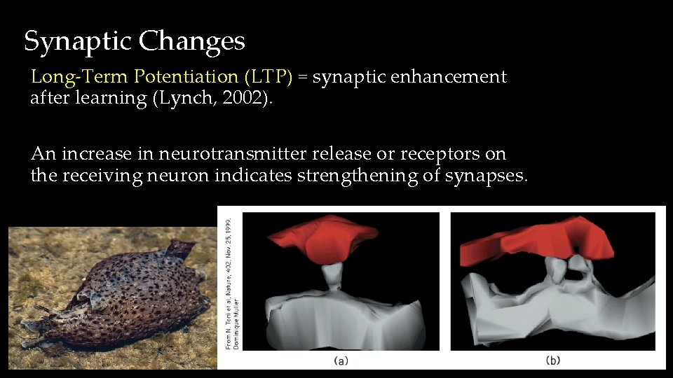 Synaptic Changes Long-Term Potentiation (LTP) = synaptic enhancement after learning (Lynch, 2002). An increase