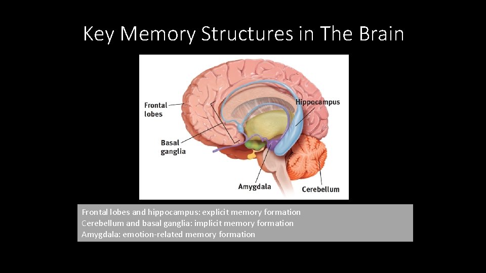 Key Memory Structures in The Brain Frontal lobes and hippocampus: explicit memory formation Cerebellum