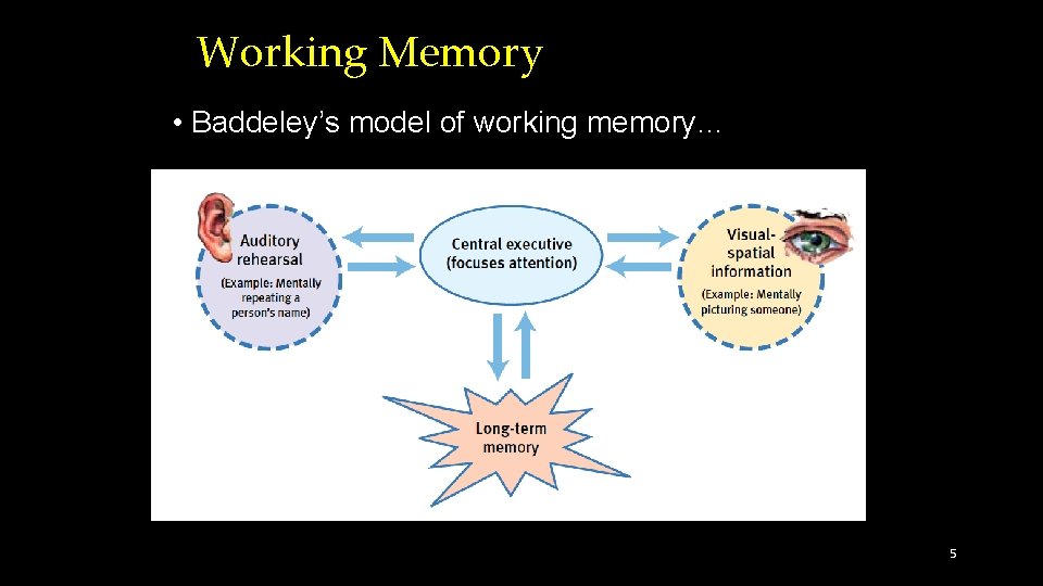 Working Memory • Baddeley’s model of working memory… 5 