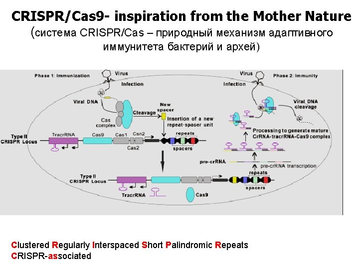 CRISPR/Cas 9 - inspiration from the Mother Nature (система CRISPR/Cas – природный механизм адаптивного