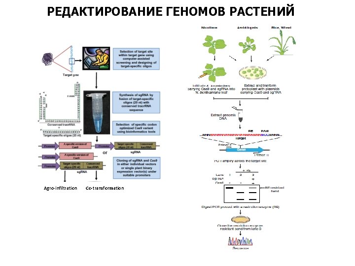 РЕДАКТИРОВАНИЕ ГЕНОМОВ РАСТЕНИЙ Agro-infiltration Co-transformation 