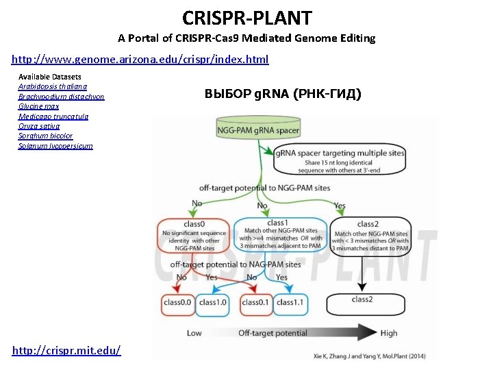 CRISPR-PLANT A Portal of CRISPR-Cas 9 Mediated Genome Editing http: //www. genome. arizona. edu/crispr/index.