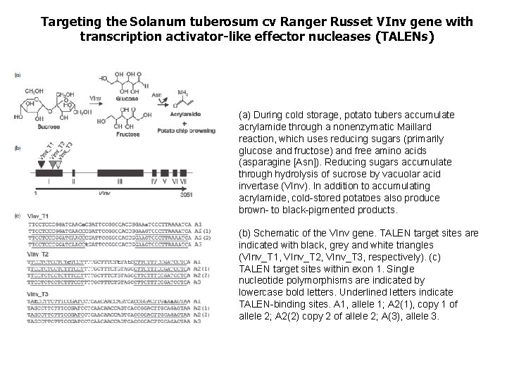 Targeting the Solanum tuberosum cv Ranger Russet VInv gene with transcription activator-like effector nucleases
