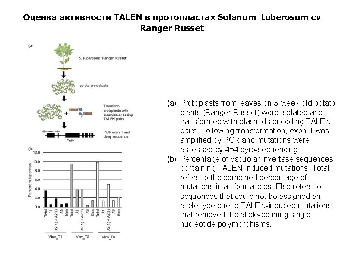 Оценка активности TALEN в протопластах Solanum tuberosum cv Ranger Russet (a) Protoplasts from leaves