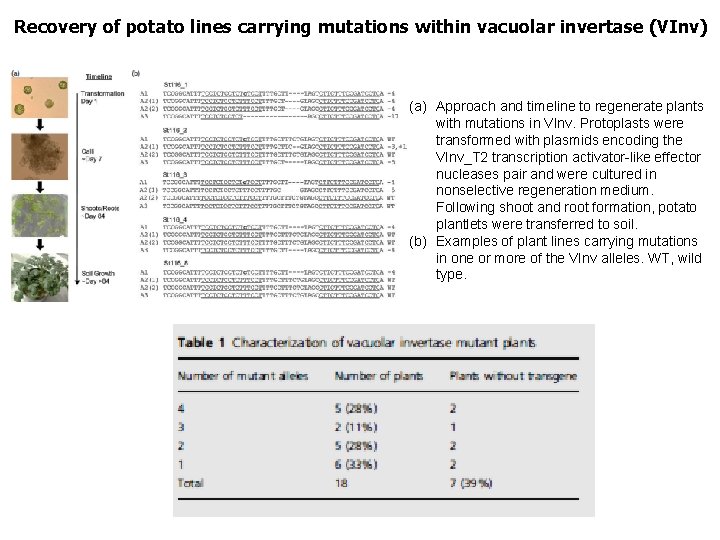 Recovery of potato lines carrying mutations within vacuolar invertase (VInv) (a) Approach and timeline