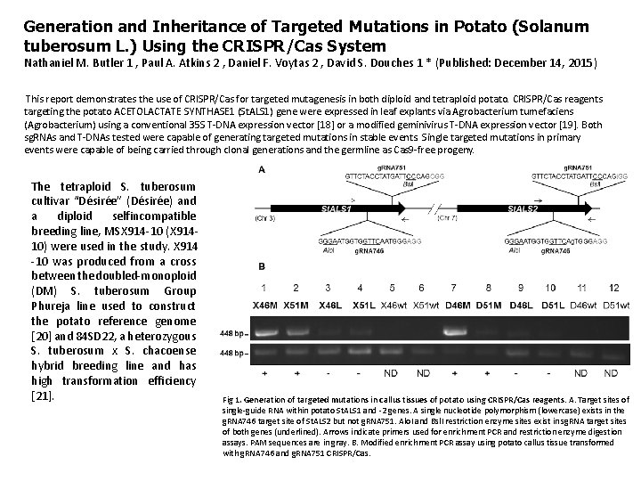 Generation and Inheritance of Targeted Mutations in Potato (Solanum tuberosum L. ) Using the