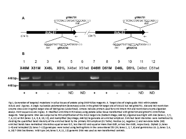 Fig 1. Generation of targeted mutations in callus tissues of potato using CRISPR/Cas reagents.