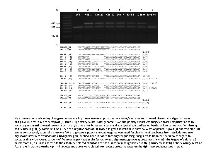 Fig 2. Generation and cloning of targeted mutations in primary events of potato using