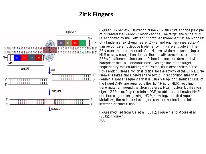 Zink Fingers Figure 1. Schematic illustration of the ZFN structure and the principle of