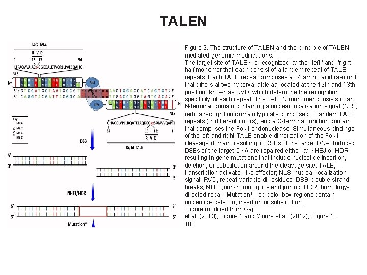TALEN Figure 2. The structure of TALEN and the principle of TALENmediated genomic modifications.