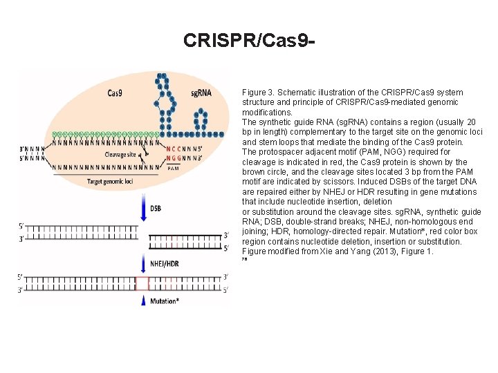 CRISPR/Cas 9 Figure 3. Schematic illustration of the CRISPR/Cas 9 system structure and principle