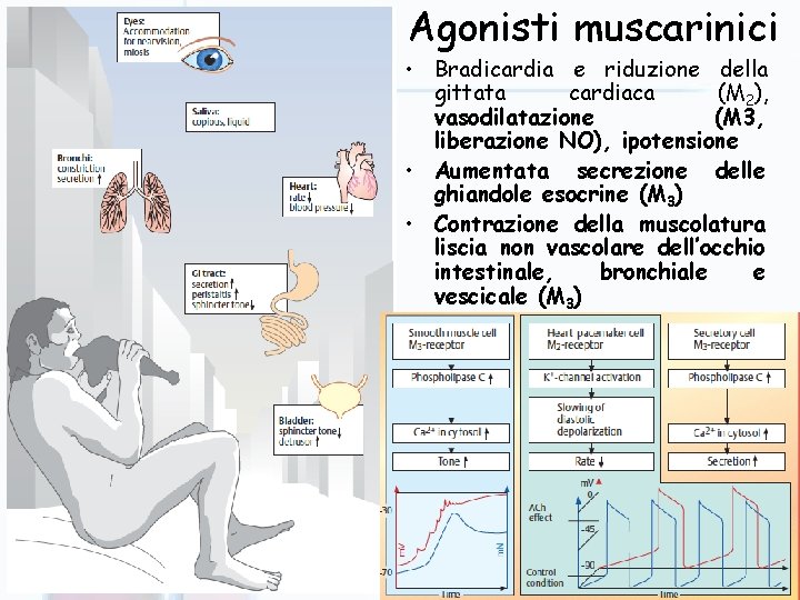 Agonisti muscarinici • Bradicardia e riduzione della gittata cardiaca (M 2), vasodilatazione (M 3,