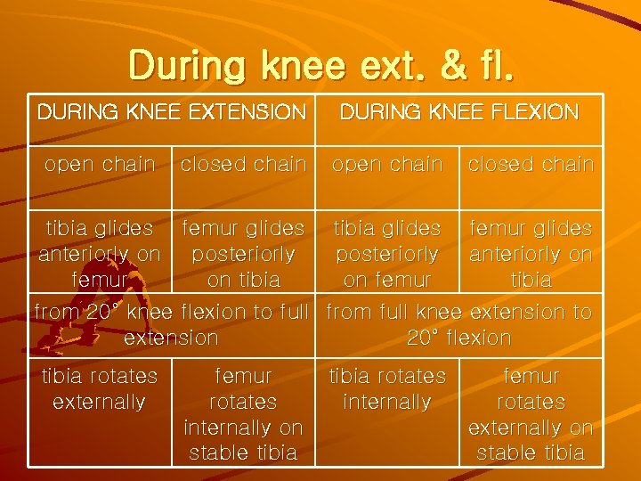During knee ext. & fl. DURING KNEE EXTENSION open chain closed chain DURING KNEE