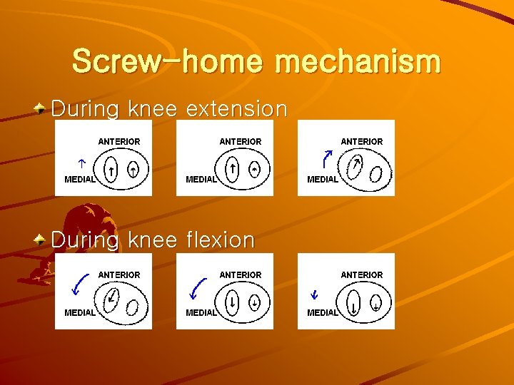 Screw-home mechanism During knee extension During knee flexion 