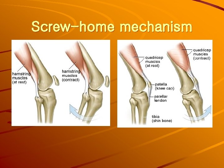 Screw-home mechanism 