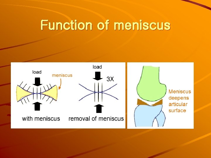 Function of meniscus 