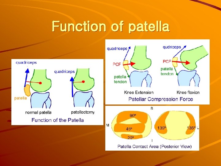 Function of patella 
