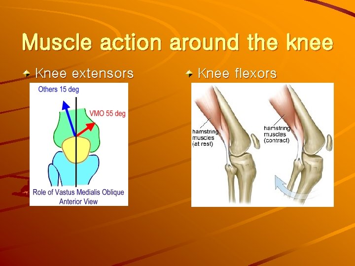 Muscle action around the knee Knee extensors Knee flexors 