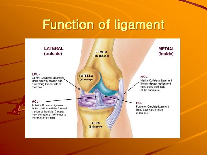 Function of ligament 