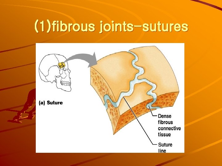 (1)fibrous joints-sutures 