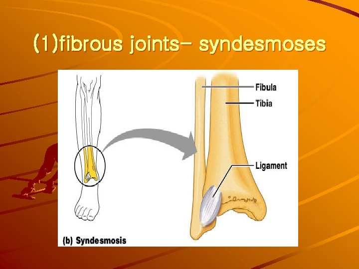 (1)fibrous joints- syndesmoses 