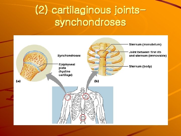 (2) cartilaginous jointssynchondroses 