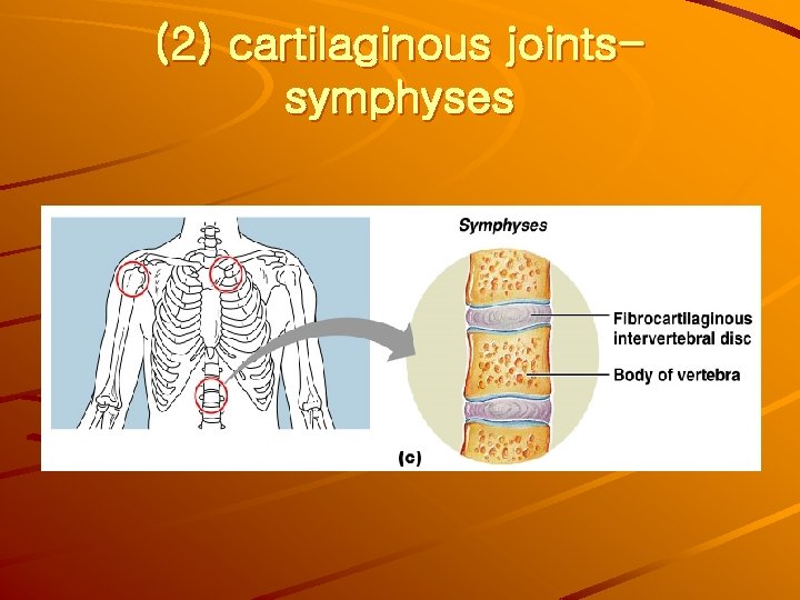 (2) cartilaginous jointssymphyses 