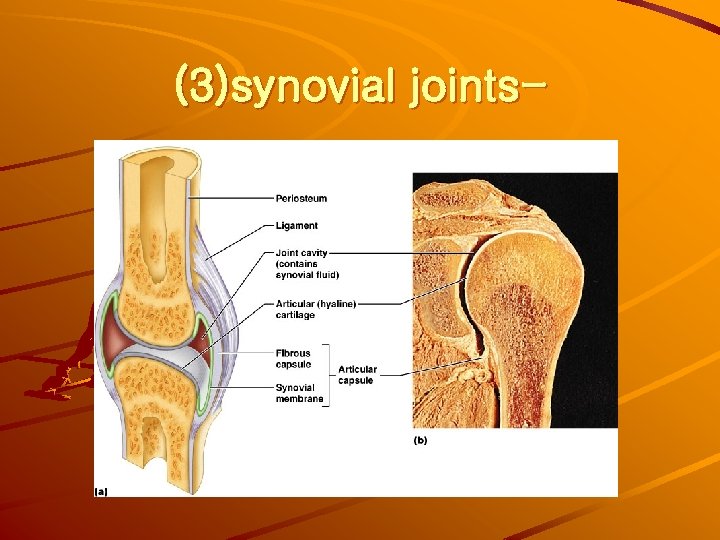 (3)synovial joints- 