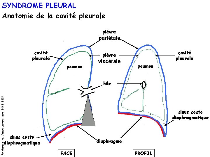 SYNDROME PLEURAL Anatomie de la cavité pleurale plèvre pariétale cavité pleurale plèvre poumon viscérale