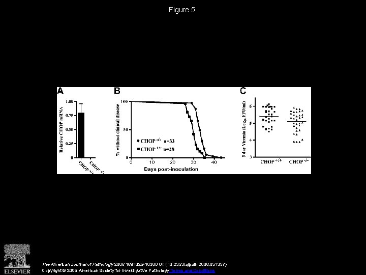 Figure 5 The American Journal of Pathology 2006 1691026 -1038 DOI: (10. 2353/ajpath. 2006.