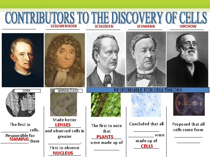 _______ CORK The first to ______ cells. Responsible for NAMING them ______ LEEUWENHOEK _______ _______ CORK The first to ______ cells. Responsible for NAMING them ______ LEEUWENHOEK _______