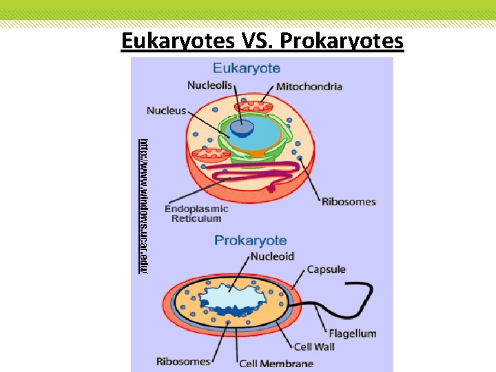 Eukaryotes VS. Prokaryotes Eukaryotes VS. Prokaryotes