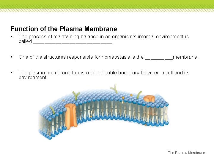 Function of the Plasma Membrane • The process of maintaining balance in an organism’s Function of the Plasma Membrane • The process of maintaining balance in an organism’s