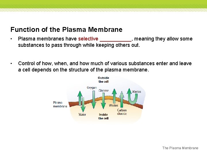 Function of the Plasma Membrane • Plasma membranes have selective ______, meaning they allow Function of the Plasma Membrane • Plasma membranes have selective ______, meaning they allow