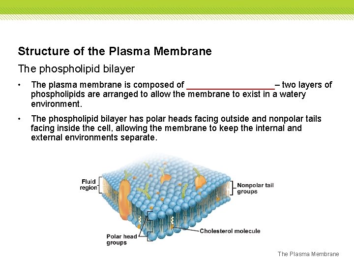Structure of the Plasma Membrane The phospholipid bilayer • The plasma membrane is composed Structure of the Plasma Membrane The phospholipid bilayer • The plasma membrane is composed