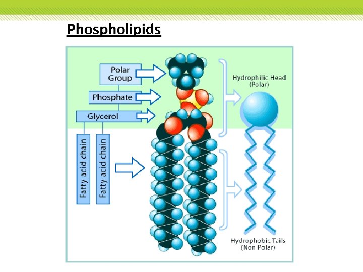 Phospholipids Phospholipids