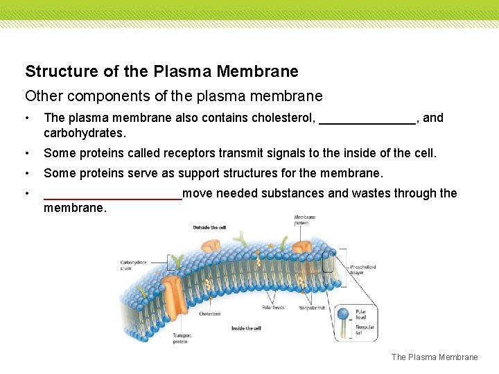 Structure of the Plasma Membrane Other components of the plasma membrane • The plasma Structure of the Plasma Membrane Other components of the plasma membrane • The plasma