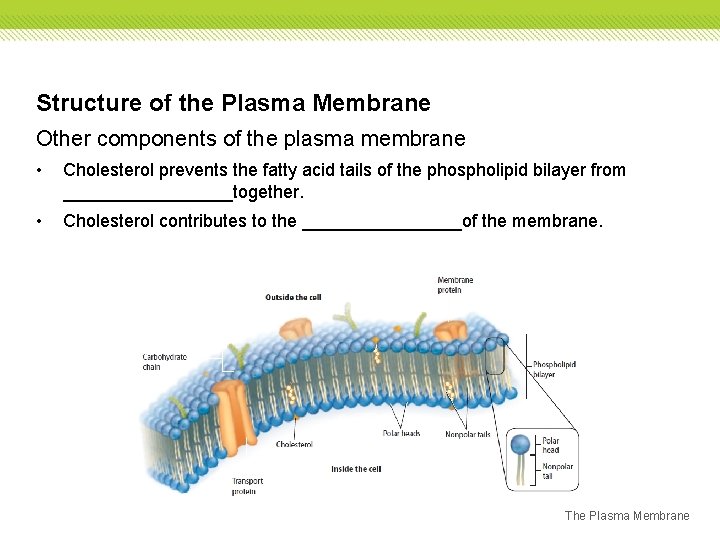 Structure of the Plasma Membrane Other components of the plasma membrane • Cholesterol prevents Structure of the Plasma Membrane Other components of the plasma membrane • Cholesterol prevents