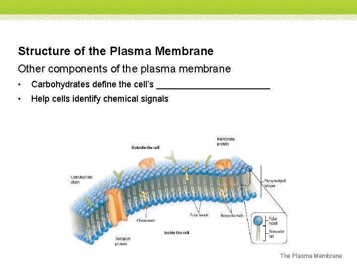 Structure of the Plasma Membrane Other components of the plasma membrane • Carbohydrates define Structure of the Plasma Membrane Other components of the plasma membrane • Carbohydrates define