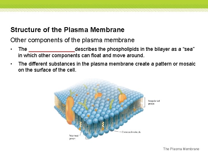 Structure of the Plasma Membrane Other components of the plasma membrane • The ________describes Structure of the Plasma Membrane Other components of the plasma membrane • The ________describes