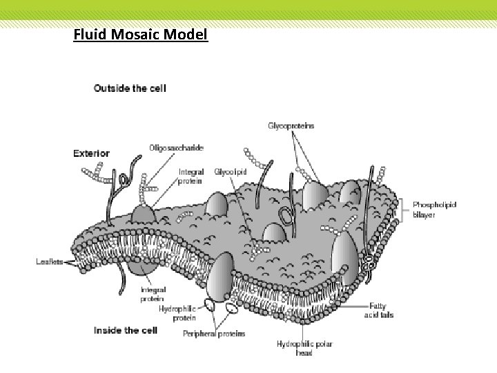 Fluid Mosaic Model Fluid Mosaic Model