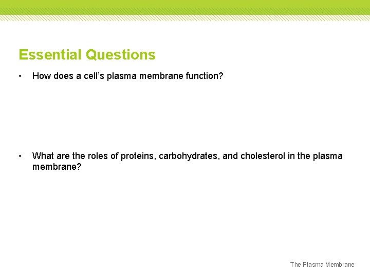Essential Questions • How does a cell’s plasma membrane function? • What are the Essential Questions • How does a cell’s plasma membrane function? • What are the